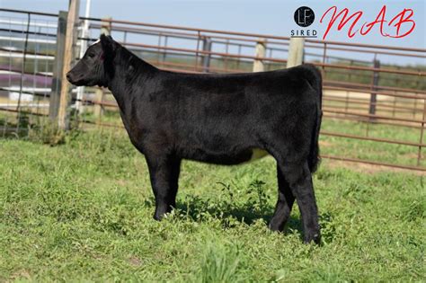 Bidding is open for RB Angus & Show Cattle TODAY on CW Cattle Sales ...