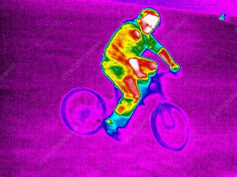 Cycling Thermogram Stock Image P Science Photo Library