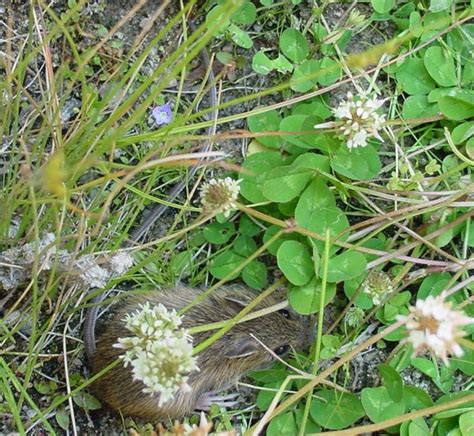 Preble's meadow jumping mouse conservation - Robert Schorr