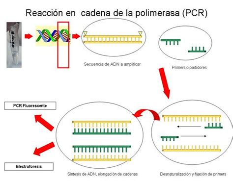 PCR In Cirrhosis Diagnosis