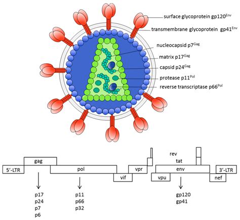 Ijms Free Full Text Hiv Vaccination A Roadmap Among Advancements