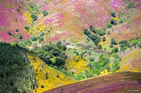 A Serra Da Arada Freguesia De Manhouce