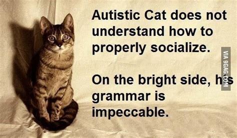 Autistic Cat - 9GAG