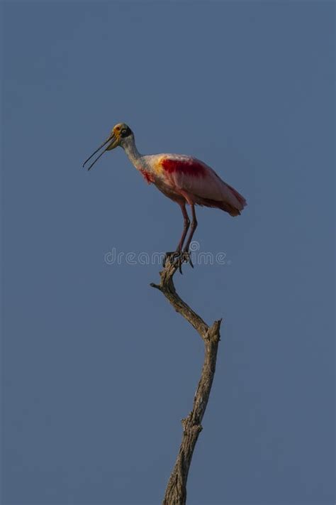 Roseate Spoonbill Platalea Ajaja La Estrella Marsh Formosa Stock