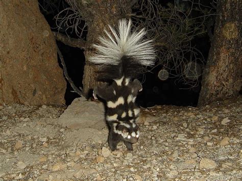 🔥 Spotted Skunk does a handstand as a warning before it sprays 🔥 : r ...