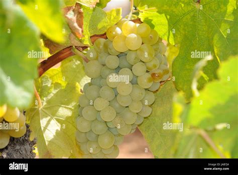 spain - grapes Stock Photo - Alamy