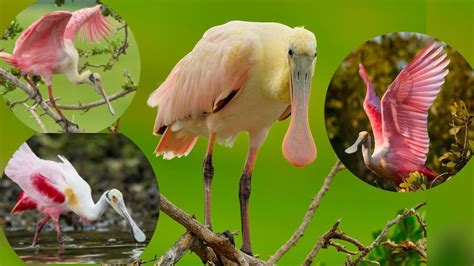 Roseate Spoonbill Platalea Ajaja Is A Gregarious Wading Bird Of The