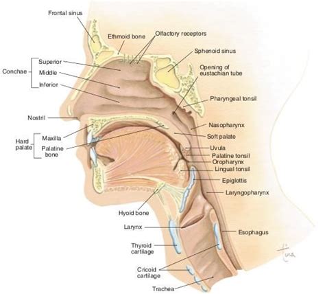 Mid Sagittal Section Of Head Neck Nursing School Problems Pinterest