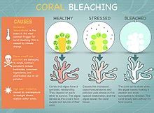 Coral Bleaching Effects