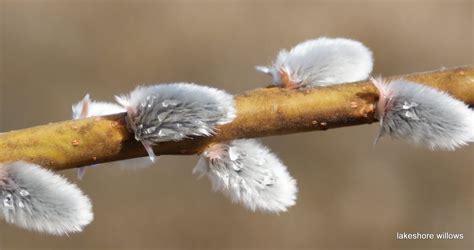 Willows Pussy Willows