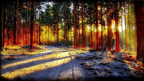 Forest Sunlight Wallpapers - Wallpaper Cave