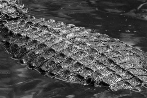 American Alligator Alligator Mississippiensis Spotted At Flickr