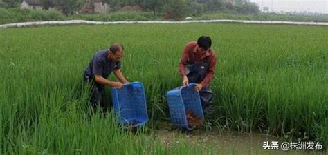 株洲淥口區有個近2000畝的「稻蝦連作」示範基地！愛吃蝦的市民有口福了～ 每日頭條