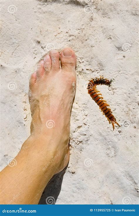 Peruvian Giant Yellow Leg Centipede Royalty Free Stock Photography