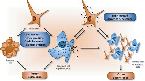 The Emerging Role Of Alternative Splicing In Senescence And Aging