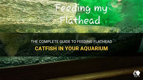 The Complete Guide To Feeding Flathead Catfish In Your Aquarium Petshun