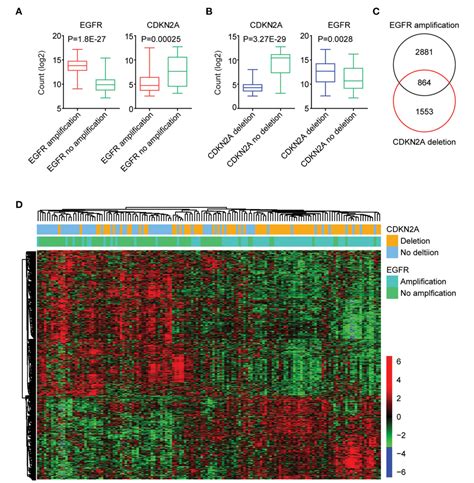 Figure 3 From Analysis Of The EGFR Amplification And CDKN2A Deletion