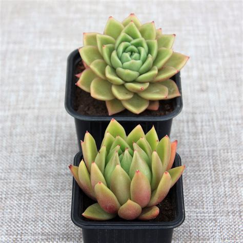 Эхеверия "Миранда"