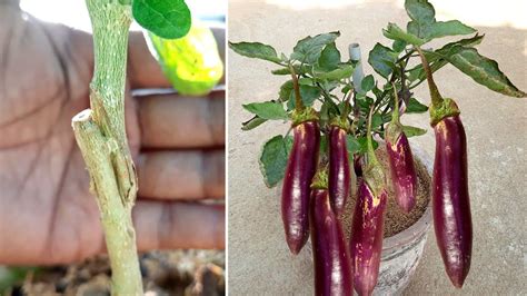 How To Graft On Brinjal Plant Brinjal Plant Grafting Technique