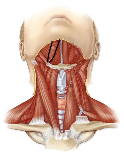 muscles that move hyoid bone Flashcards | Quizlet