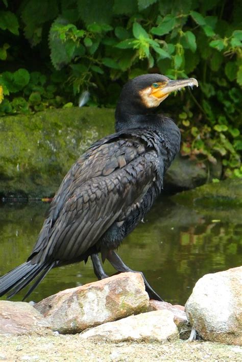 Great Cormorant Bird Zoo Happy - Free photo on Pixabay - Pixabay