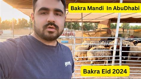 Bakra Mandi In Abudhabi Vlog Ibad Ali Khatri Youtube