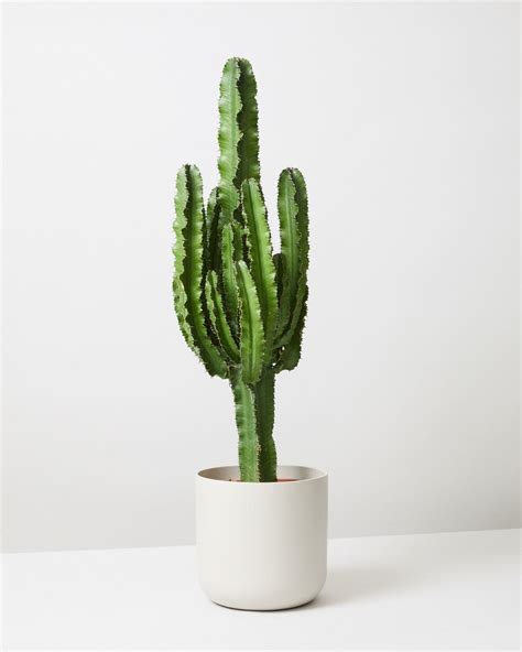 Cowboy Cactus Euphorbia Ingens Indoor Plants Delivered London The