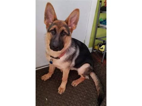 6 Months Old Lovely Akc Registered German Shepherd Female Puppy For