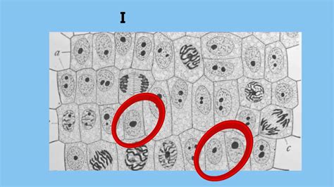 Interphase Cell Cycle Youtube