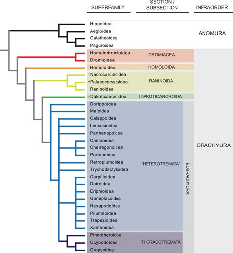 Figure 1 from Checklist of fossil decapod crustaceans from tropical America. Part I: Anomura and ...