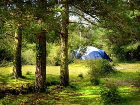 45+ Camping in the forest new forest Fun | campingswag