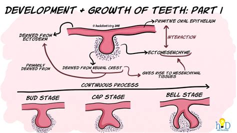 Development And Growth Of Teeth Part I Initiation Bud And Cap Stage