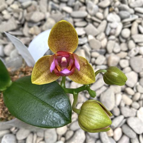 Phalaenopsis Lioulin Orange peloric (3 lips)