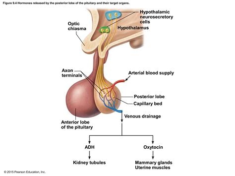 Endocrine System Powerpoint Presentation Ppt