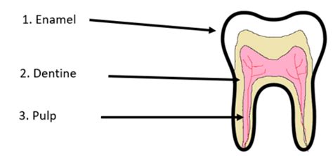 Enamel Dentine And Pulp Flashcards Quizlet