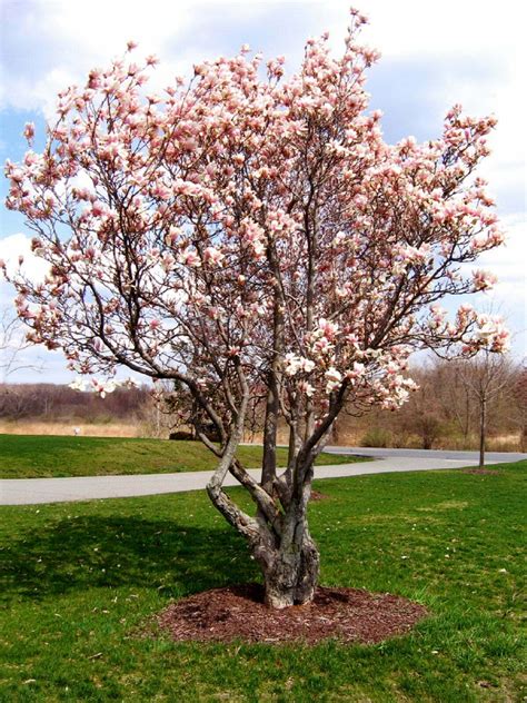 Facts About the Tulip Magnolia Tree - StumpBustersLLC