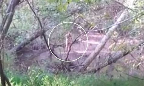 Raver From Music Festival Tomorrowworld Found Naked In The Woods Four Days After The Dance Party