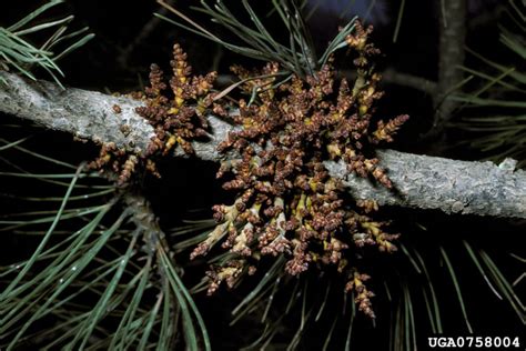 Dwarf Mistletoes