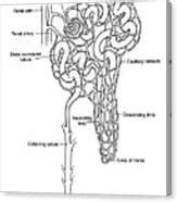 Illustration Of Nephron Photograph By Science Source Pixels