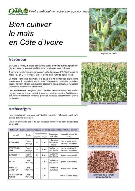 Bien cultiver le maïs en Côte dIvoire Plants Cote d ivoire Cote