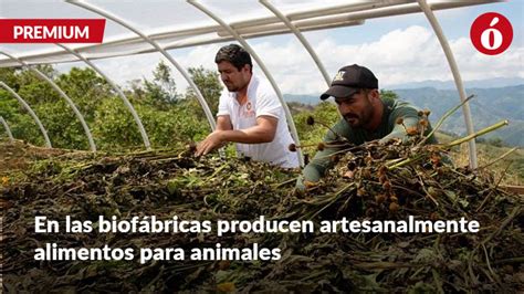 Biofábricas mueven el engranaje de convivencia en el Catatumbo