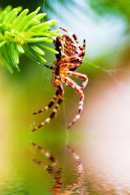 Aranha de jardim europeia chamada aranha cruzada espécie Araneus