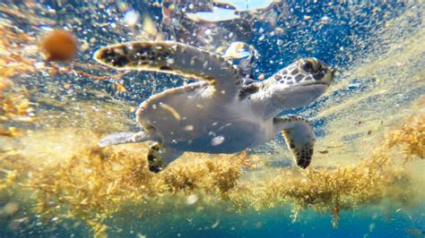 Study shows a new Atlantic habitat for young green turtles