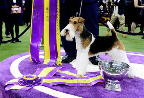 Westminster Dog Show 2019 King The Wire Fox Terrier Wins Best In Show