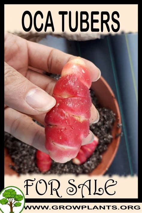 Oca tubers for sale - Grow plants