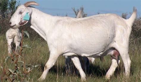 Savanna Goats for Sale (2020): Directory of Savanna Goat Breeders ...