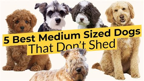 medium sized hypoallergenic dog breeds    small dog breeds