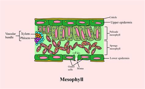 Leaf Structure Diagram And Function Internal Structure Of A