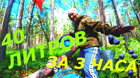 сбор черники. приехала бабуля.... - YouTube