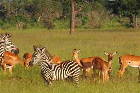 Mikumi National Park Safari Reis Naar Het Ultieme Safariland